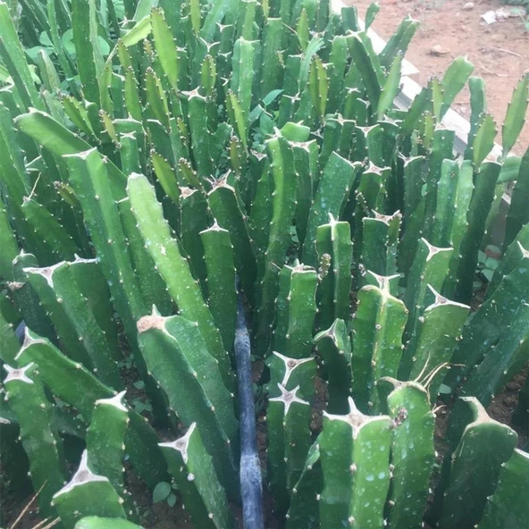 6 Adet Köklü Pitaya Fidesi Seti (Açık Kök) - Resim 4