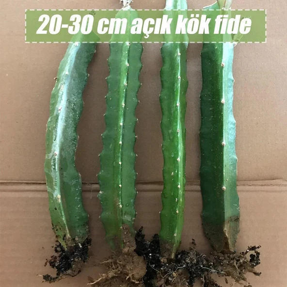 6 Adet Köklü Pitaya Fidesi Seti (Açık Kök) - Resim 3