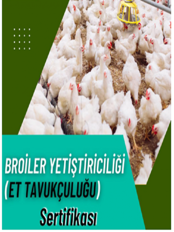 BROİLER YETİŞTİRİCİLİĞİ ET TAVUKÇULUĞU SERTİFİKASI - 1