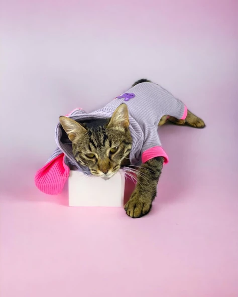 Sweet Bunnyy Kulaklı Kedi Tulumu, Kedi Kıyafeti - Resim 7