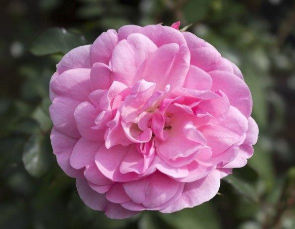 Pembe Yediveren Sarmaşık Ponpon Gül Fidanı 5 Adet 15-25 Cm - 2