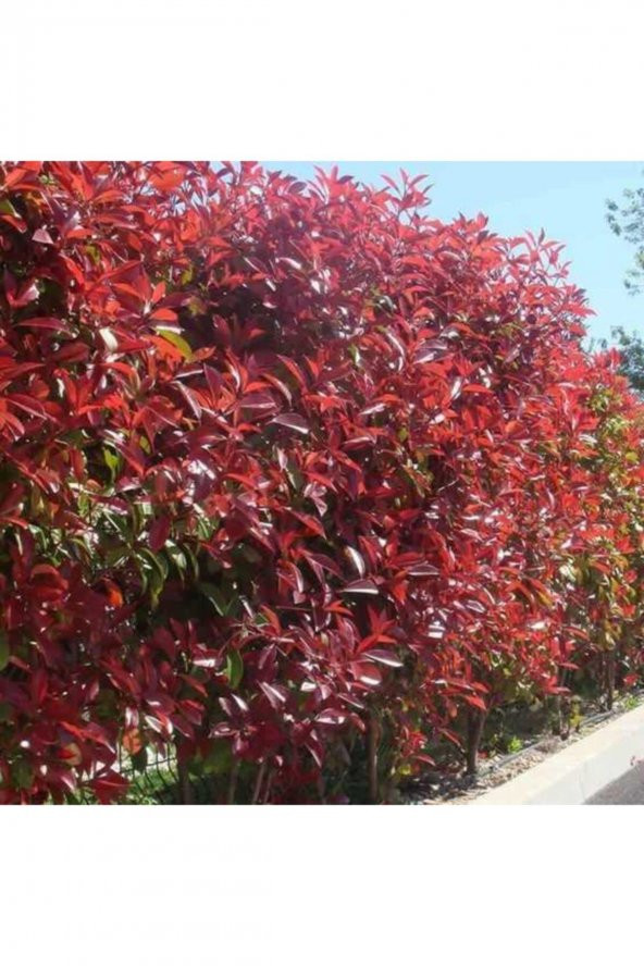 Boylu Alev Çalısı 30-40 cm 10 adet - 5