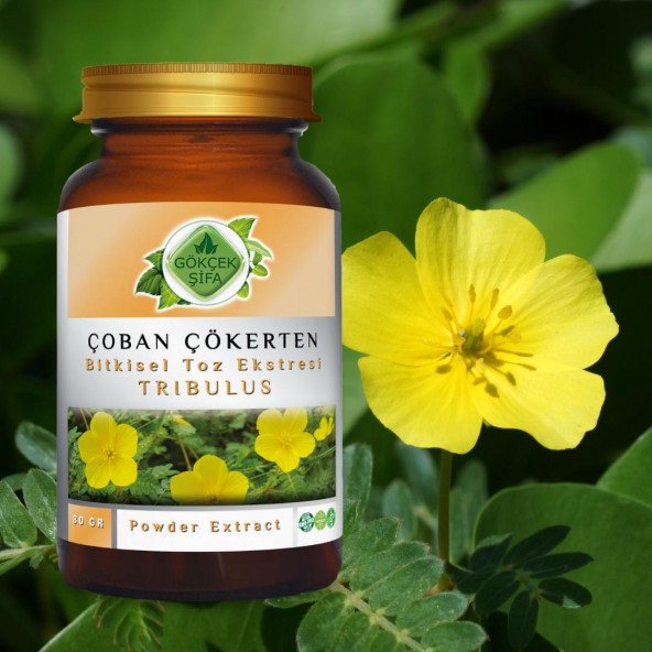 Çoban Çökerten Toz Ekstresi (Tribulus terrestris) 80 gr. Cam Kavanoz - 3