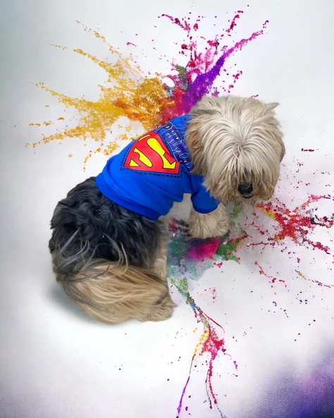 Superman Köpek Tişört Köpek Kıyafeti - 9