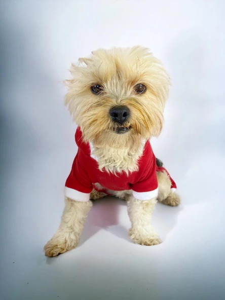 Kırmızı Sevimli Fare Duo Kapşonlu Köpek Tulumu - 5