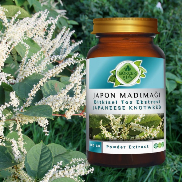 Japon Poligonumu Toz Ekstresi 100 gr. Cam Kavanoz - 4