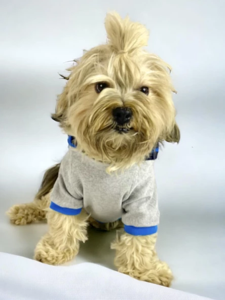 Blue Line Kapşonlu Sweatshirt Köpek Kıyafeti Köpek Elbisesi - 2