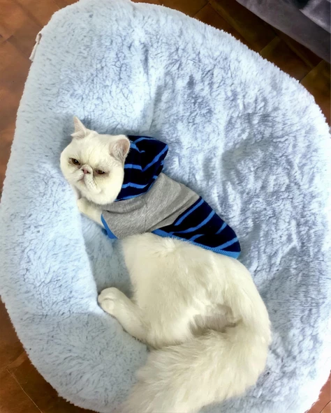 Blue Line Sweatshirt Kapşonlu Kedi Kıyafeti Kedi Sweatshirt - 6