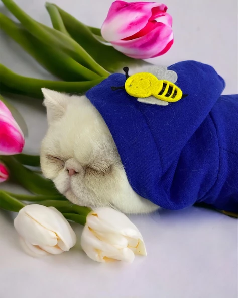 Navy Bee Kedi Tulumu Kedi Kıyafeti - 2