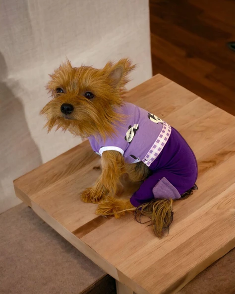 Chique Purple Duo Panda Tulum Köpek Kıyafeti - 3