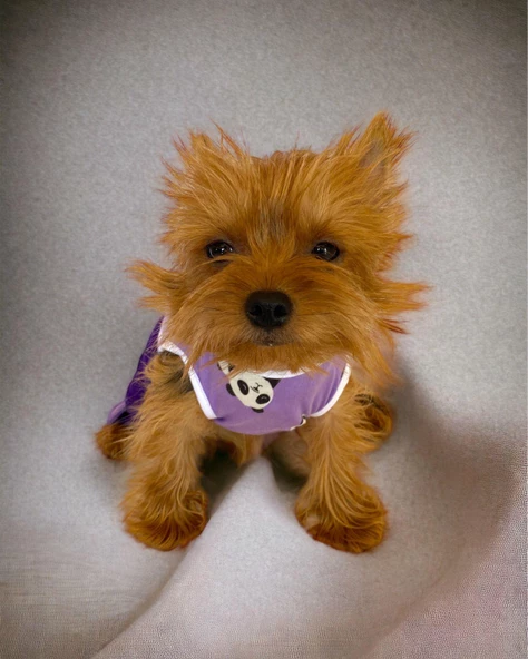 Chique Purple Duo Panda Tulum Köpek Kıyafeti - 8