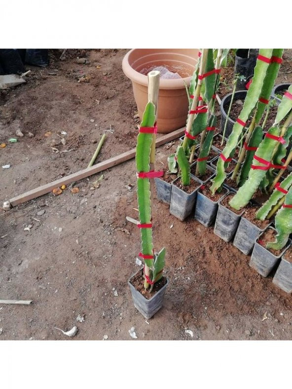 Berke Fidancılık Kırmızı Pitaya Ejder Meyvesi (İçi Kırmızı Köklü) Fidesi - 2