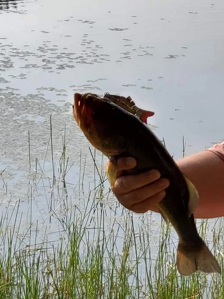 Valkyrie 8 Eklemli 3D Oynak Rapala 13.5gr Sahte Balık Yem Wobblers Swimbait Tuzlu ve Tatlı Su - 2