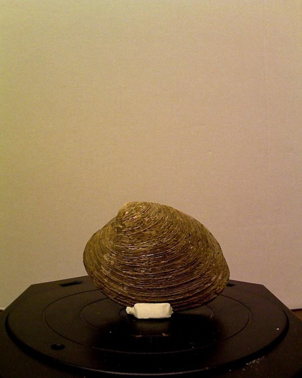 İstiridye (Bivalve Yumuşakça) Plastik Aparat - 2