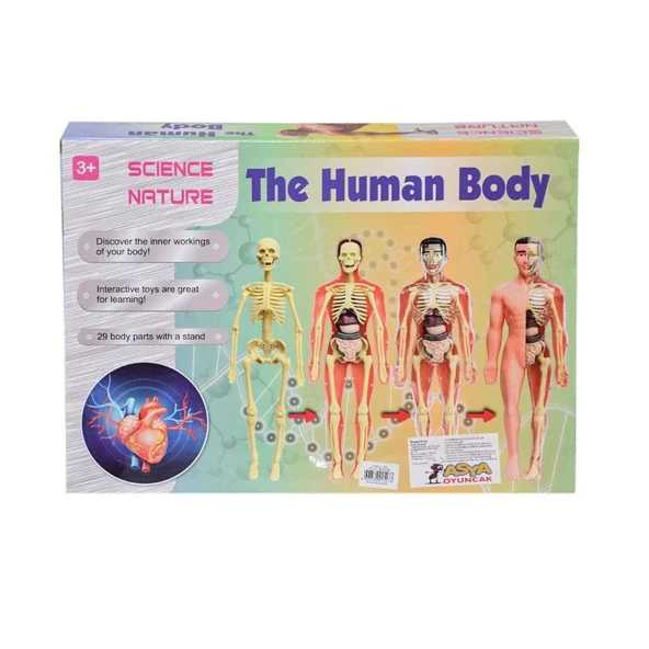 Asya Oyuncak Vücudumu Öğreniyorum Seti 00926 3302 - Resim 2