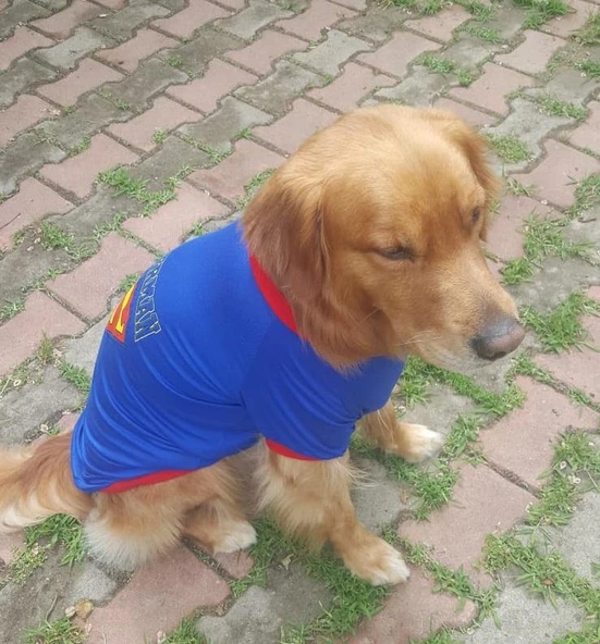 Superman Tişört Büyük Irk Köpekler İçin - 7