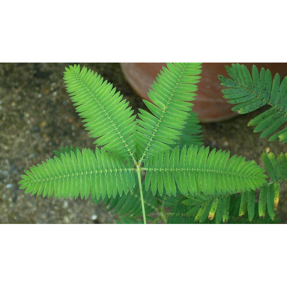 Küstüm Çiçeği Tohumu 20 Adet  Tohum  + Spriz Hediye Tohum ürün görseli 1