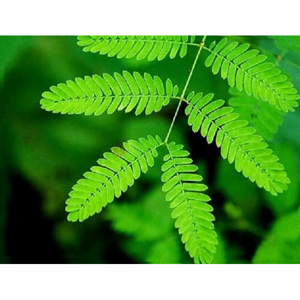 Küstüm Çiçeği Tohumu 20 Adet  Tohum Ekim Seti  + Spriz Hediye Tohum - 2