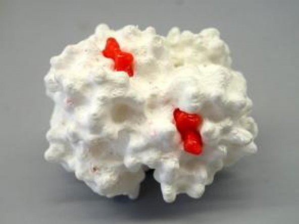Ayrı Heme Molekülleri İle Oksi-Hemoglobin Plastik Aparat - 4
