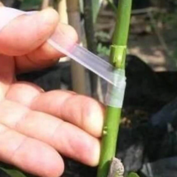 Kmtmak Aşı Bandı Meyve Fide Aşı Bandı 250 gr - Resim 4