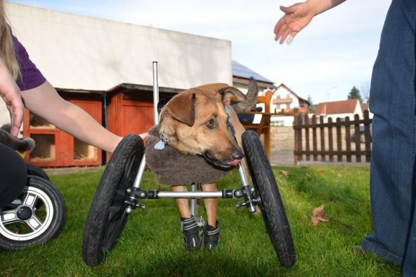 Köpek Tekerlekli Sandalye İki Bacaklı Köpekler İçin Geliştirilmiş (Ön Bacaklar) Plastik Aparat - 3