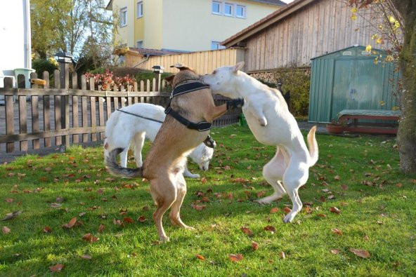 Köpek Tekerlekli Sandalye İki Bacaklı Köpekler İçin Geliştirilmiş (Ön Bacaklar) Plastik Aparat - 6