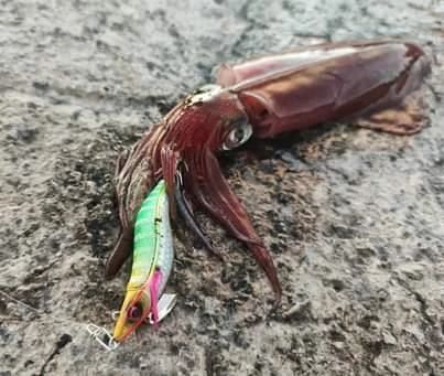 Savage Gear Squid Beat Egi 10g Kalamar Zokası Suni Yem - 5