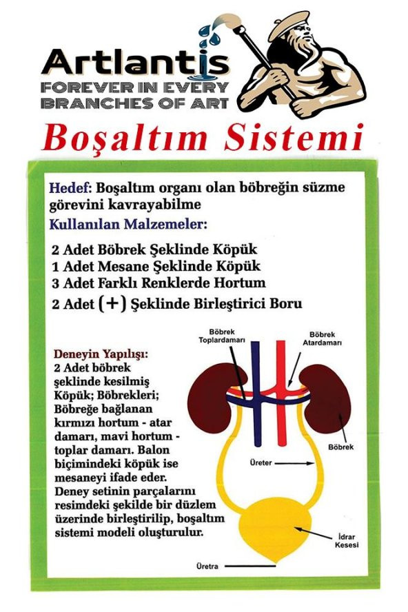Boşaltım Sistemi Modeli 8 Parça 1 Paket Okul Sınıf Deney Seti Böbrek Boşaltım Sistem Deney Malzemesi - 2