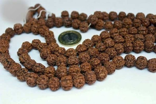 Rudrashka Tohum (Mala yapımı için) 8mmadet - Resim 2