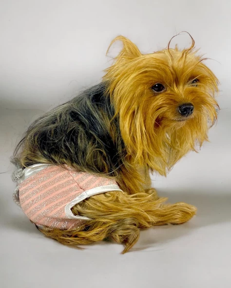 Pink Shine Kemique's Secret Köpek İç Çamaşırı Regl Külot Don - 6