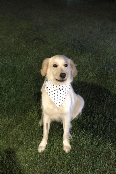 %100 Pamuk Evcil Hayvan Kedi&Köpek Fular & Önlük & Tasma - Resim 4