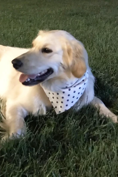 %100 Pamuk Evcil Hayvan Kedi&Köpek Fular & Önlük & Tasma - Resim 3