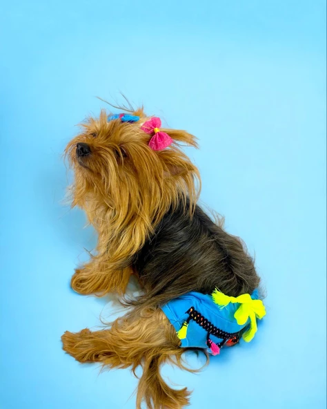 Blue Tufty Kemique's Secret Köpek İç Çamaşırı Regl Külot Don - 2