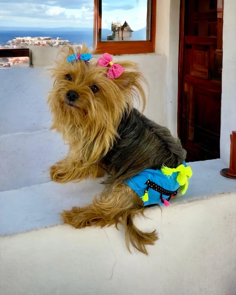 Blue Tufty Kemique's Secret Köpek İç Çamaşırı Regl Külot Don - 8