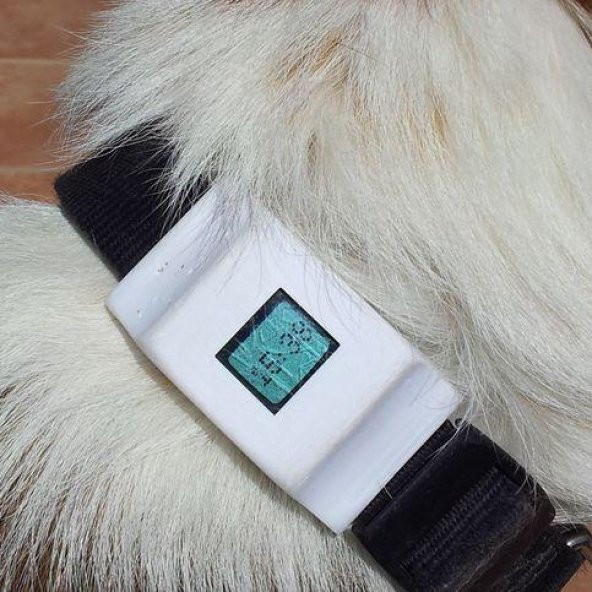 Köpek Tasması İçin Fitbit Zip Kutusu Plastik Aparat - 3