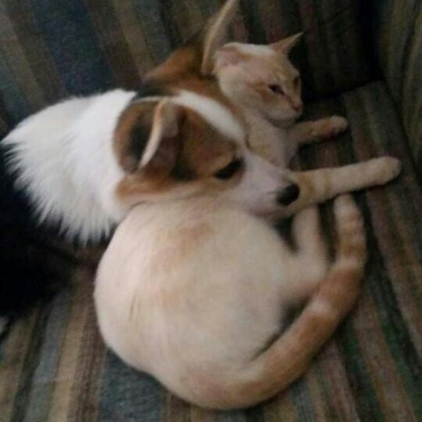 Besleme İçin Kedi Yemek Zaman Göstergesi Plastik Aparat - 2