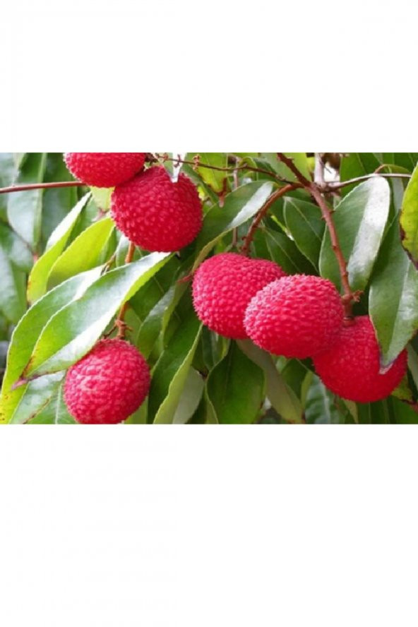 Deco Lychee / Liçi Meyvesi 567 Gr - 2