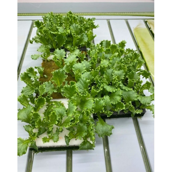 TOHUM ÇİMLENDİRME SÜNGERİ 4 ADET