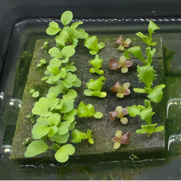 TOHUM ÇİMLENDİRME SÜNGERİ 4 ADET - 4