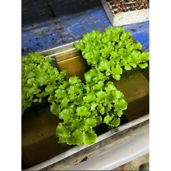 TOHUM ÇİMLENDİRME SÜNGERİ 4 ADET - 5