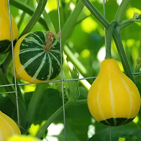 Karışık Süs Kabağı Tohumu 1 Paket (10 Adet) ürün görseli