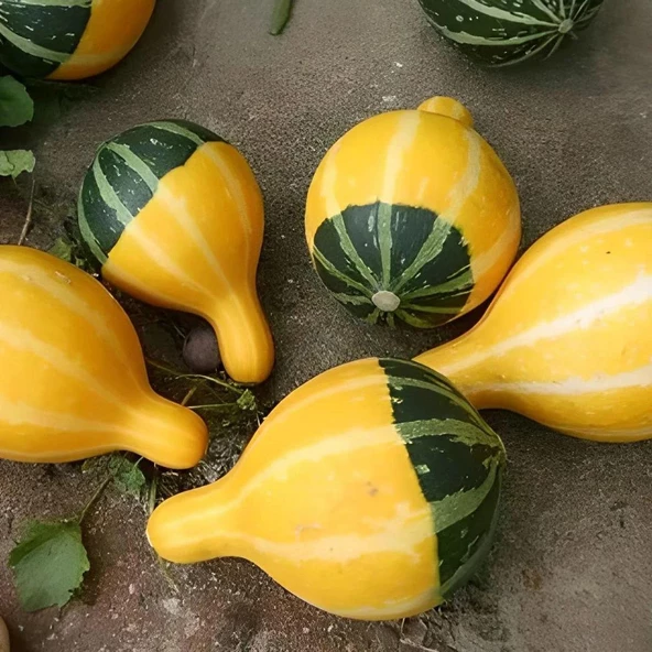 Karışık Süs Kabağı Tohumu 1 Paket (10 Adet) - Resim 3