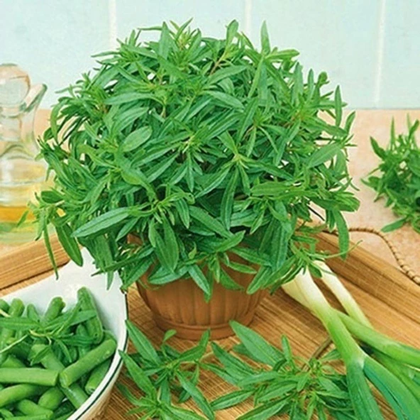 Zahter Kekiği Tohumu - 3