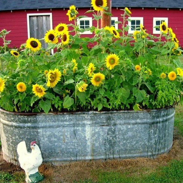 Süs Ayçiçeği Tohumu - Resim 3