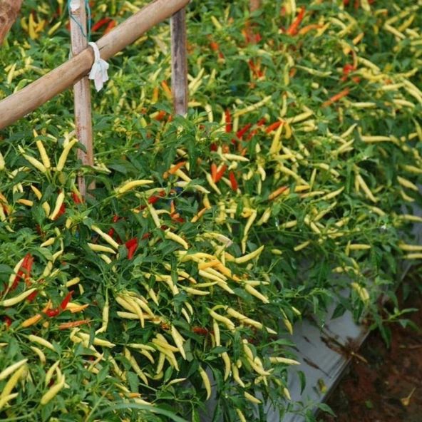 Sarı Süs Biber Tohumu - Resim 3