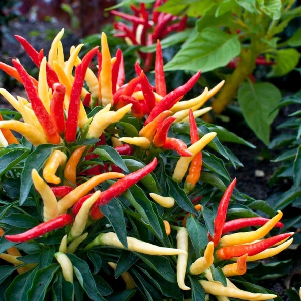 Sarı Süs Biber Tohumu ürün görseli