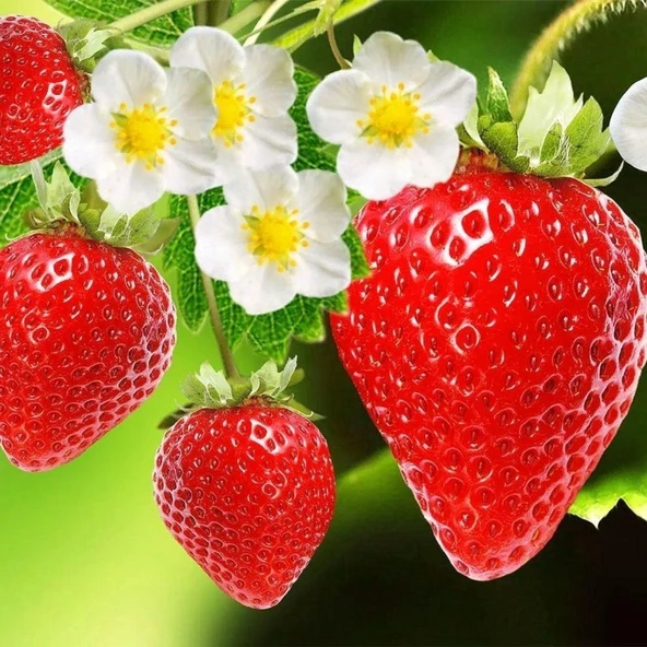 ﻿Yediveren Çilek Tohumu Geleneksel ürün görseli 1