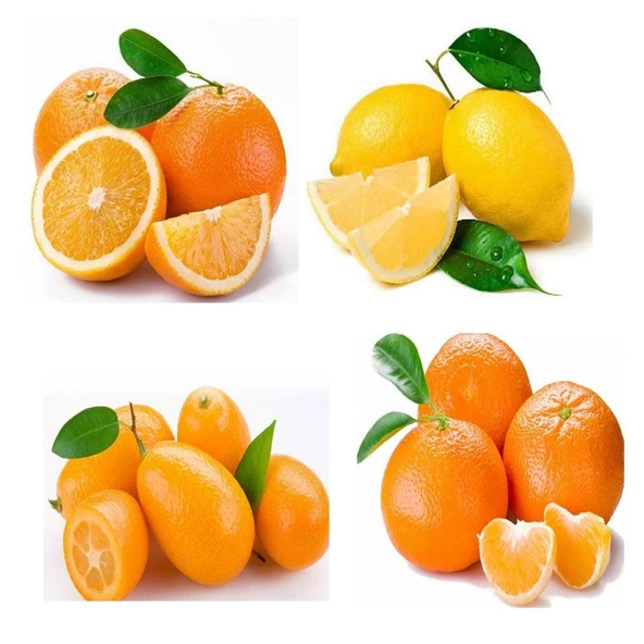 4 Farklı Özel Narenciye Fidanı Paketi - 1