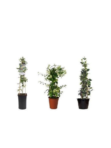 Begonvil - Arap Yasemini -Passiflora Fidan Paketi ürün görseli