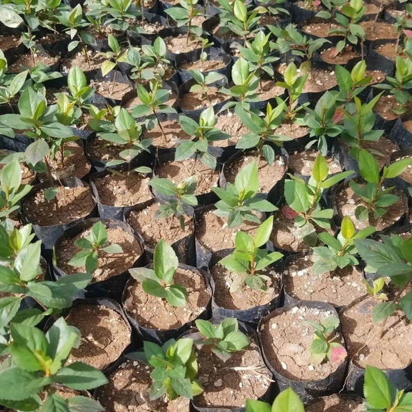 5 Adet Nero Siyah Aronya Aronia Chokeberry Fidesi (10-15 cm) - 3